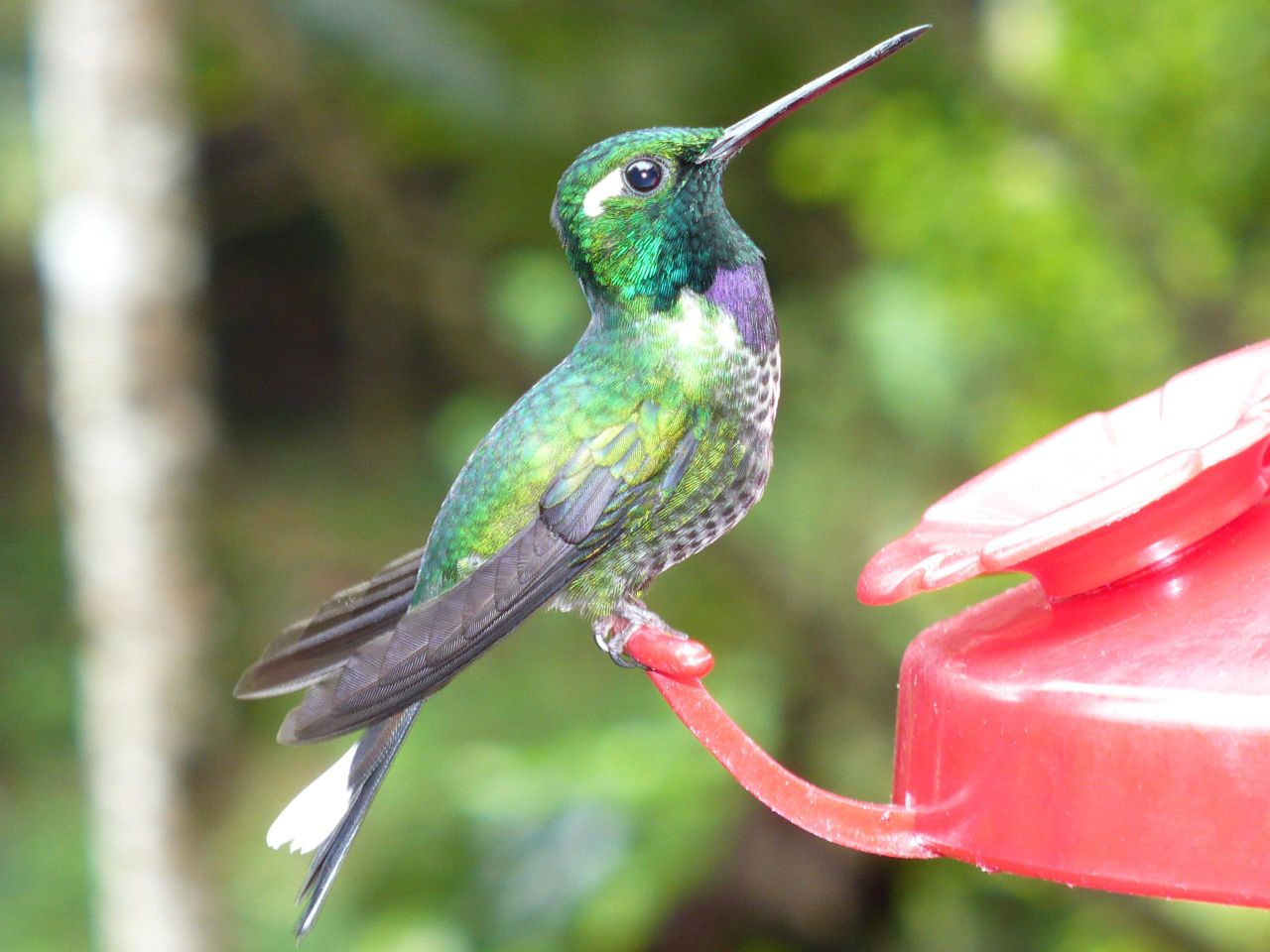 Hummingbirds from backyards and beyond